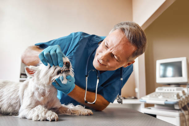 Best Emergency Treatment for Dental Infections or Abscesses in Sachse, TX